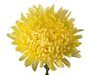 Chrysanthemum Commercial Yellow