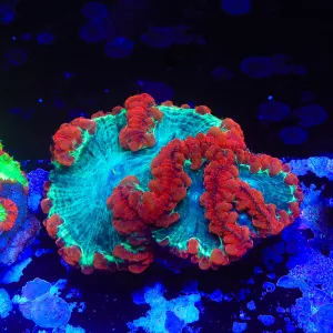 Spiderman Blastomussa Colony Coral