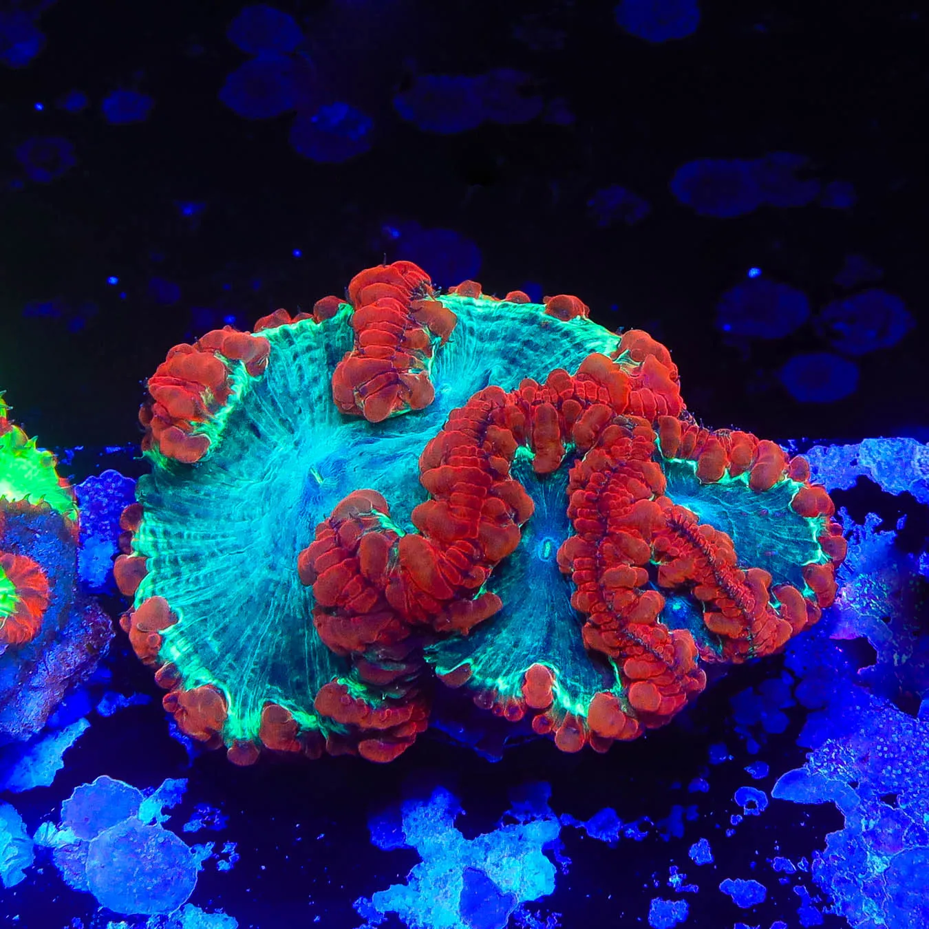 Spiderman Blastomussa Colony Coral